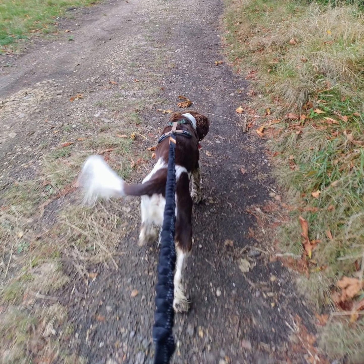 Original Hands Free Dog Lead - Running Dog Lead with Waist Belt - 1 Dog