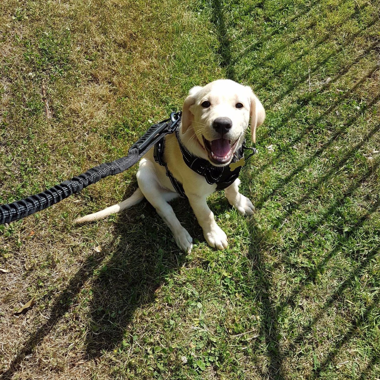 Premium Anti Pull Dog Lead - Strong Dog Leads for Large Dogs - No Pull Bungee Dog Lead