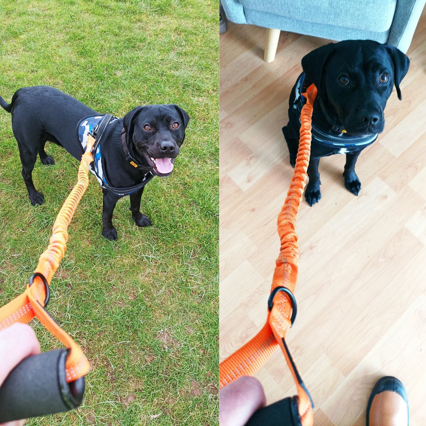 Premium Anti Pull Dog Lead - Strong Dog Leads for Large Dogs - No Pull Bungee Dog Lead